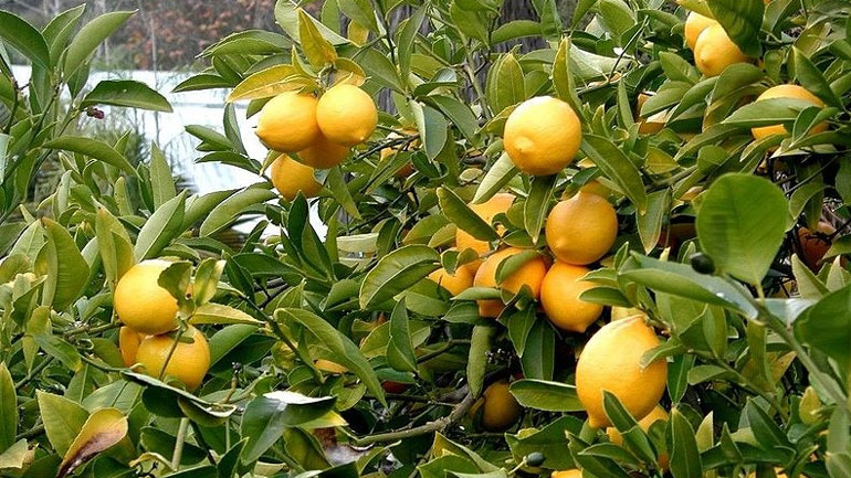 Δέσμευση σχεδόν τριών τόνων εσπεριδοειδών χωρίς σήμανση