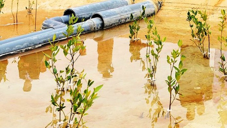 Υβριδική υδατοκαλλιέργεια παράγει ψάρια και βιοκαύσιμα στην έρημο