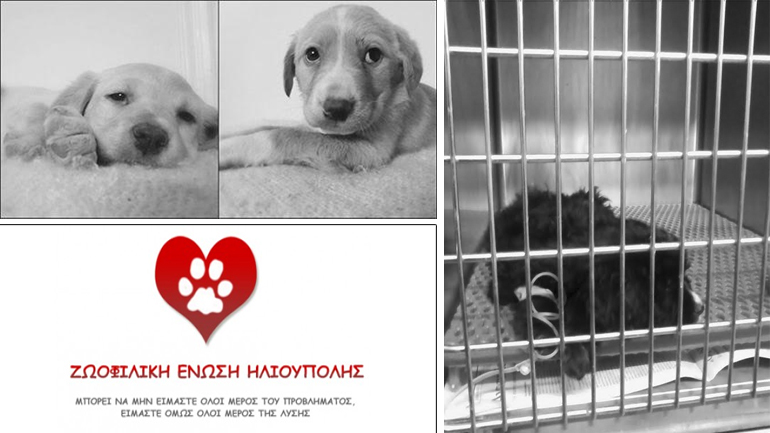 Κουταβάκια με τύφο χρειάζονται στήριξη