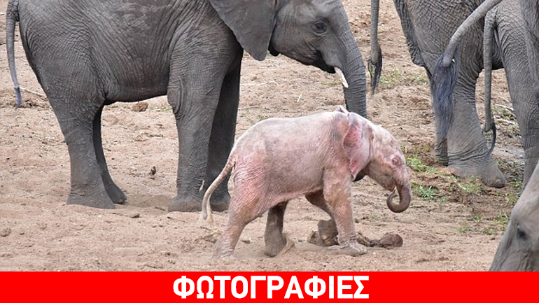 Σπάνιο ελεφαντάκι αλμπίνο στη Νότια Αφρική