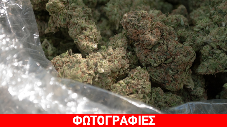 Πιερία: Καλλιεργούσε κάνναβη μέσα σε στάνη