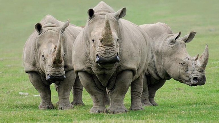 Ρεκόρ λαθροθηρίας ρινόκερων το 2015