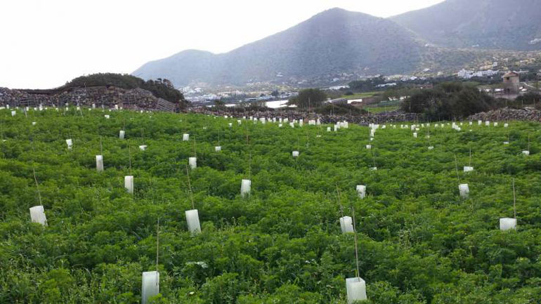 Πλαστικό από διοξείδιο του άνθρακα και φυτά