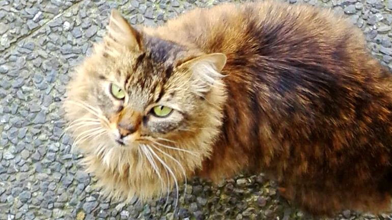 Έκκληση για να βρεθεί γατούλα στη Λήμνο