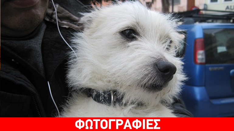 Μύρινα Λήμνου: Μήπως τον χάσατε…;