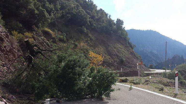 Φθιώτιδα: Πτώση δέντρου στην παλαιά εθνική οδό