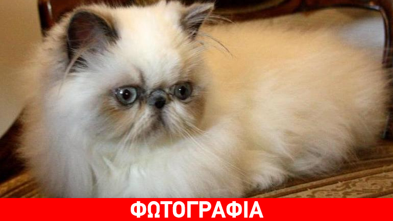 H γάτα του Μαξίμου δεν ήταν…Ιμαλαΐων