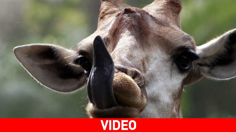 Καμηλοπάρδαλη σφήνωσε σε πλαστικό δέντρο