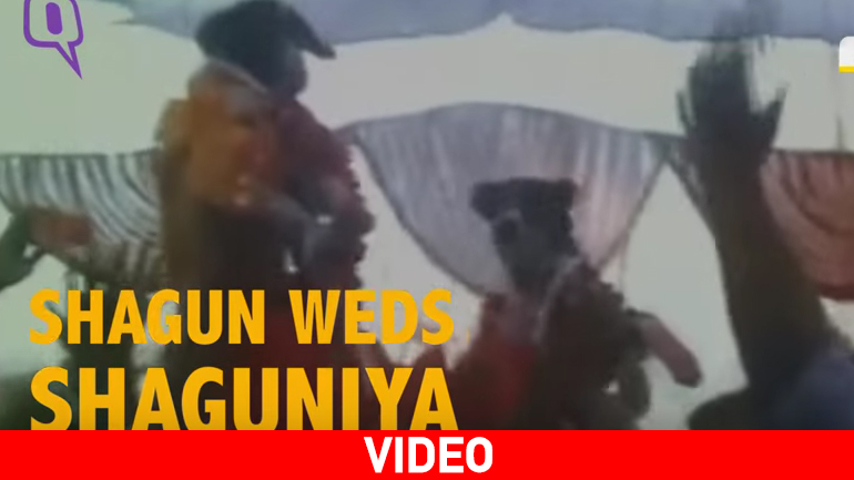 Γάμος σκύλων με 5.000 καλεσμένους!