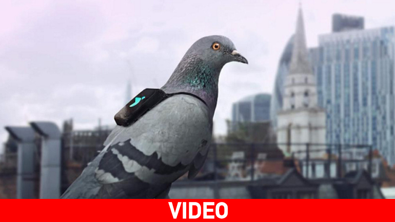 Περιστέρια με… σακίδια στον αγώνα κατά της ατμοσφαιρικής ρύπανσης