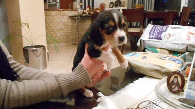 Αχαΐα: Αστυνομικοί έσωσαν κουταβάκι που βρήκαν μέσα σε κάδο απορριμμάτων