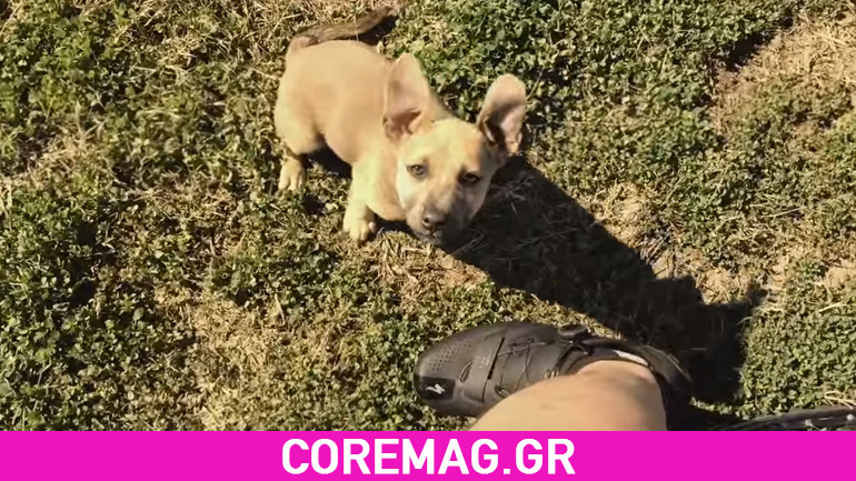 Ποδηλάτης βρήκε ένα κουτάβι στο δρόμο και το βοήθησε!