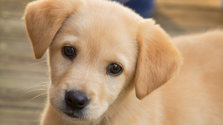 Αίγιο: Οι διαρρήκτες πήραν και το… κουτάβι