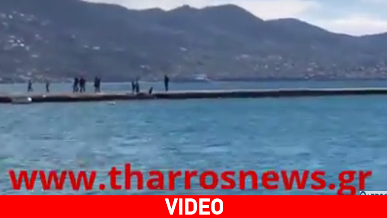 Δελφίνι στο λιμάνι της Καλαμάτας