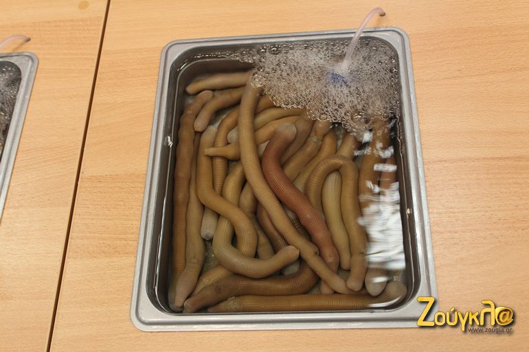 Ζωντανά δολώματα...