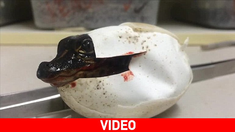 Ένας… αλιγάτορας βγήκε από το αβγό του