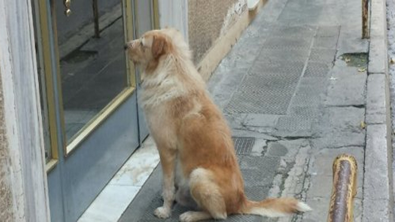 Κουκάκι: Ο «Χάτσικο» περίμενε στην πόρτα το αφεντικό του που πέθανε