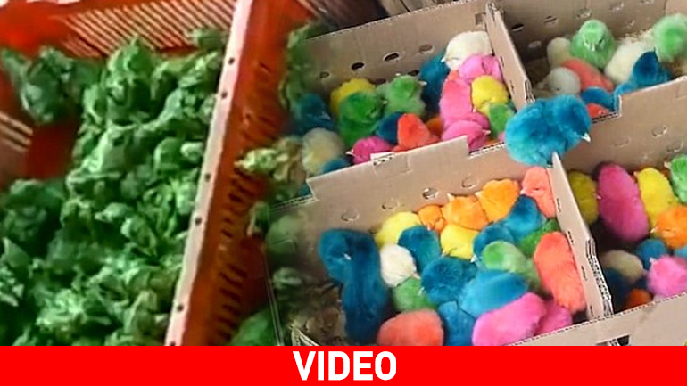 Bάφουν μικρά κοτόπουλα με μπογιά και τα «πλασάρουν» στην αγορά