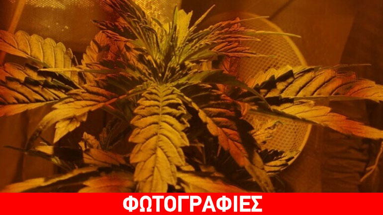«Επιστήμονας» στην καλλιέργεια κάνναβης ένας 61χρονος στο Ηράκλειο Κρήτης
