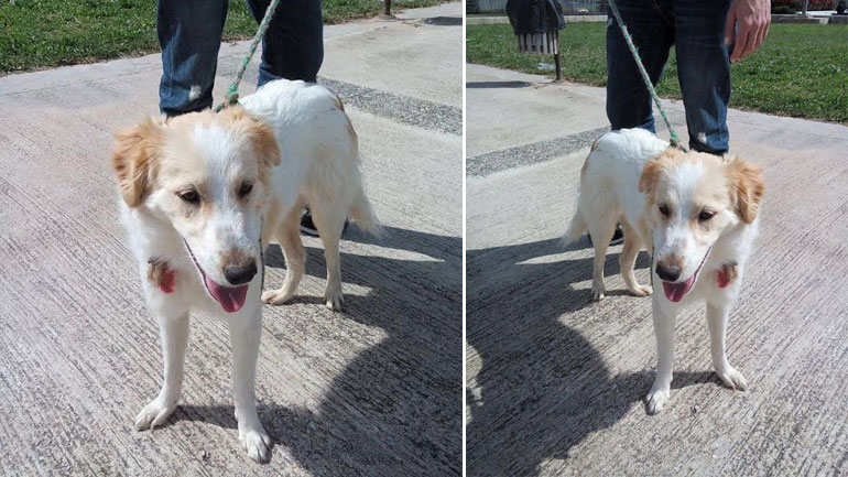 Βρέθηκε στο Χαλάνδρι – Μήπως την ψάχνει κάποιος…;