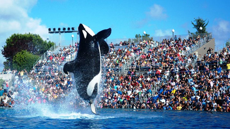 To Sea World σταματά να εκτρέφει όρκες