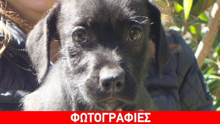 Δύο σκυλίτσες από Μεσσηνία αναζητούν σπίτι…