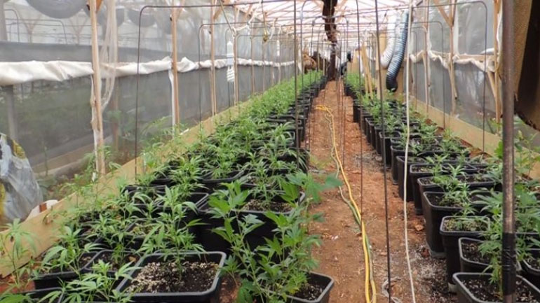 Κυλλήνη: Το θερμοκήπιο έκρυβε… κάνναβη