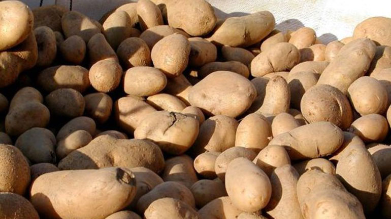 Δέσμευση 2.850 κιλών πατάτας χωρίς σήμανση