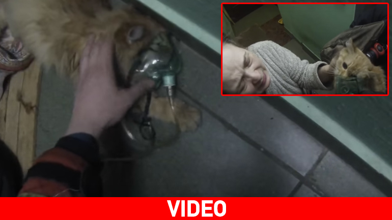 Ρωσία: Πυροσβέστες σώζουν γάτα με… μάσκα οξυγόνου