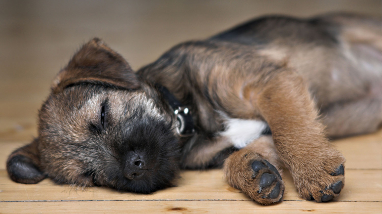 Πρόστιμο-μαμούθ σε κάτοικο της Θεσσαλονίκης που βασάνισε σκύλο