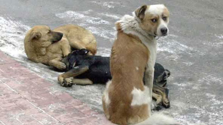 Διαγωνισμός για στειρώσεις και θεραπείες αδέσποτων σκύλων στη Σαντορίνη