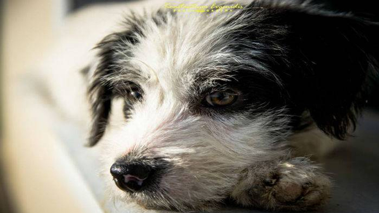 Ενημερωτική εκδήλωση από το Φιλοζωικό Σωματείο Λήμνου