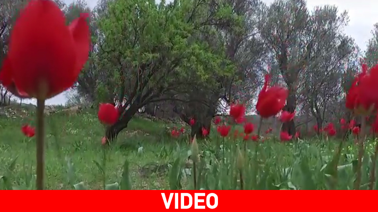 Οι μοναδικές τουλίπες (λαλάδες) που φυτρώνουν μόνο στη Χίο