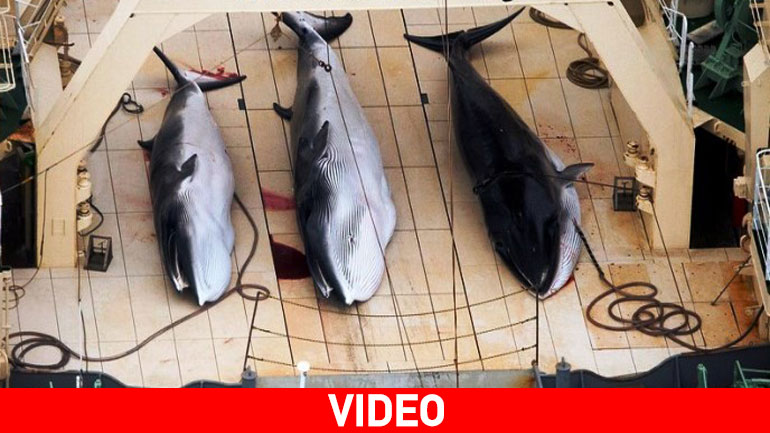 Ιαπωνία: Θανάτωσαν 333 φάλαινες για ερευνητικούς σκοπούς
