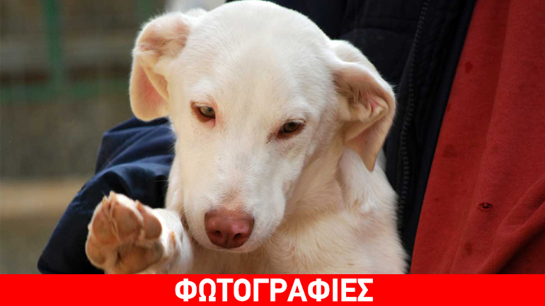 Δώστε μια μόνιμη αγκαλιά στον Milk