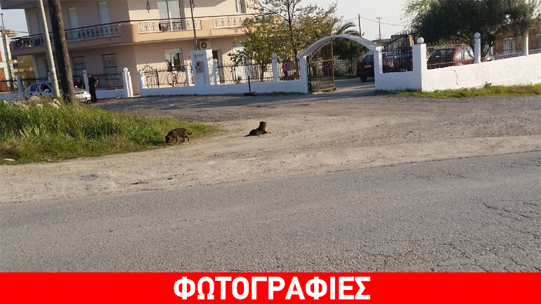 Θεσσαλονίκη: Κουταβάκια σε κίνδυνο στους δρόμους του Ωραιοκάστρου