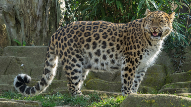 Σπανιότατη λεοπάρδαλη υποβλήθηκε σε ευθανασία