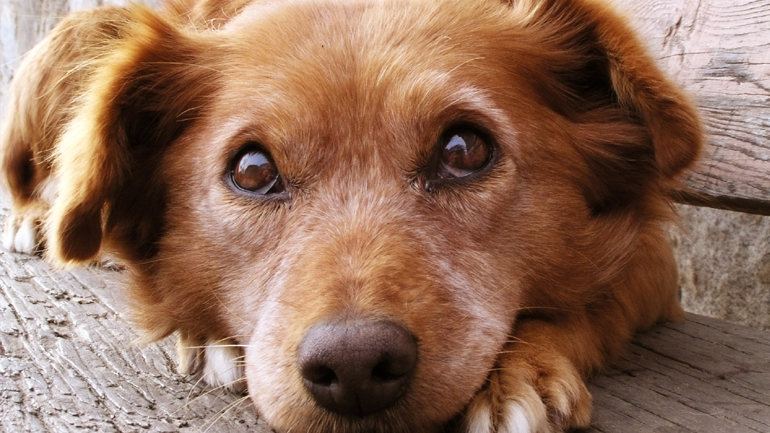Πυροβόλησε και τραυμάτισε σκύλο σε χωριό του Έβρου