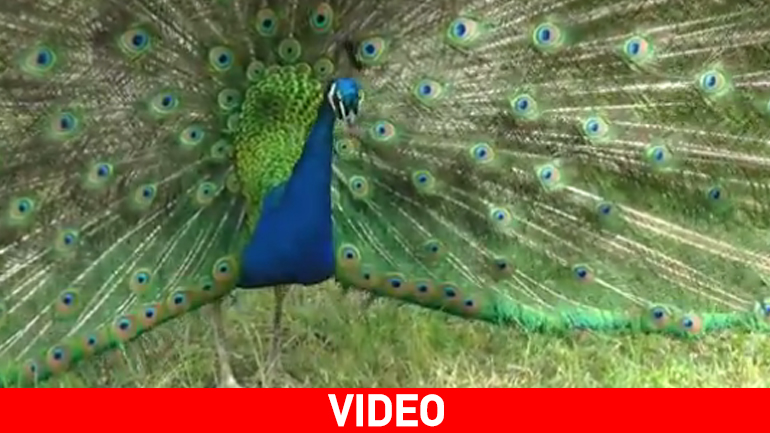 Ένα παγόνι… Δον Ζουάν στην Κνωσό