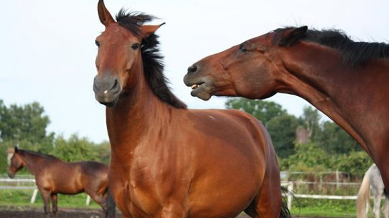 Τράκαρε με… άγρια άλογα