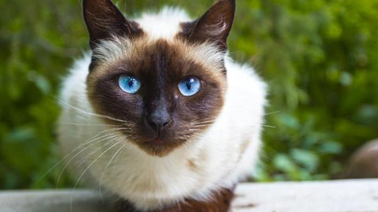 Γάτα επέζησε για οκτώ ημέρες μέσα σε… πακέτο που ταχυδρομήθηκε