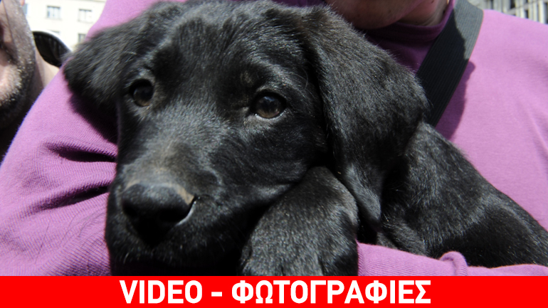 Μια αγκαλιά για τα αδέσποτα της Αθήνας