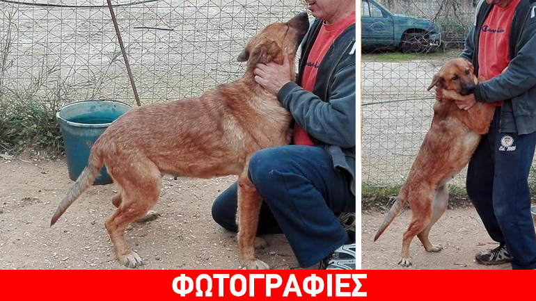 Παιανία: Η Angel σώθηκε από το καλαζάρ και πλέον αναζητεί ένα μόνιμο σπίτι