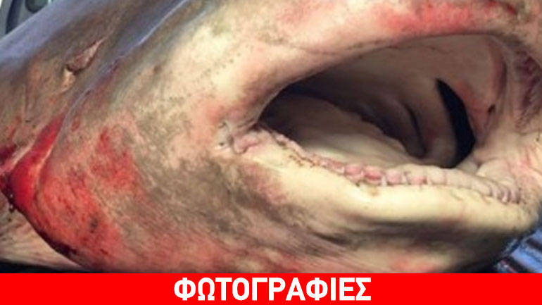 Ψάρεψαν λευκό καρχαρία στη Στυλίδα Ψάρεψαν λευκό καρχαρία στη Στυλίδα