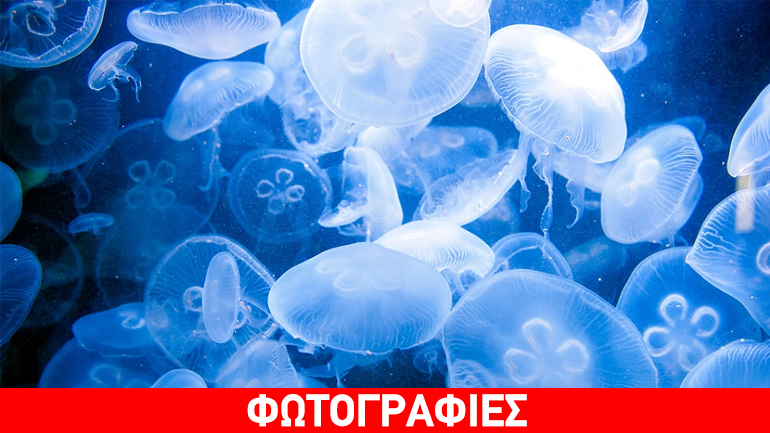 Εισβολή μεδουσών στη Φλόριντα