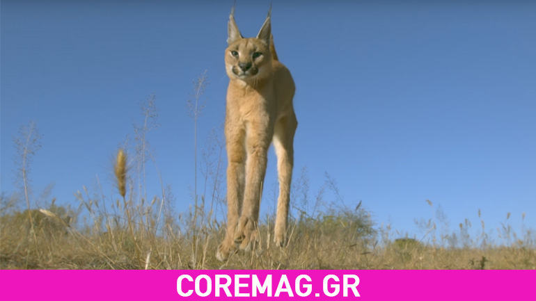 Slow motion: Πώς τα αιλουροειδή προσγειώνονται στα πόδια τους