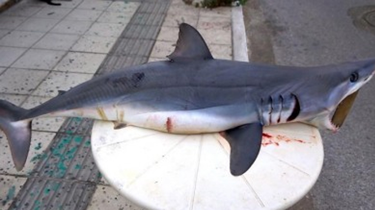 Κρήτη: Νεκρό καρχαριοειδές εκβράσθηκε στην παραλία Τέρτσα