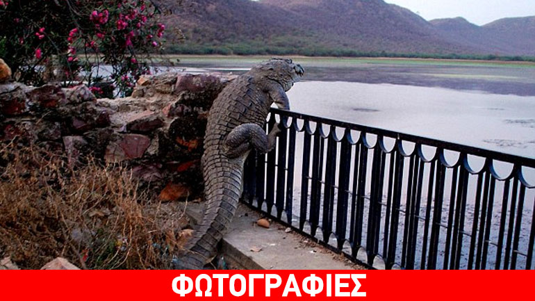 Κροκόδειλος-«ακροβάτης» σκαρφάλωσε φράχτη ενάμιση μέτρου για να βουτήξει στο νερό