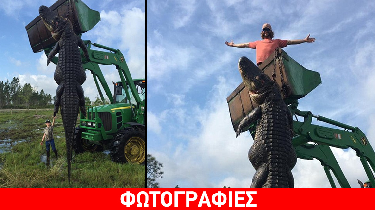 ΗΠΑ: Σκότωσαν αλιγάτορα 4,5 μέτρων επειδή έτρωγε τις αγελάδες