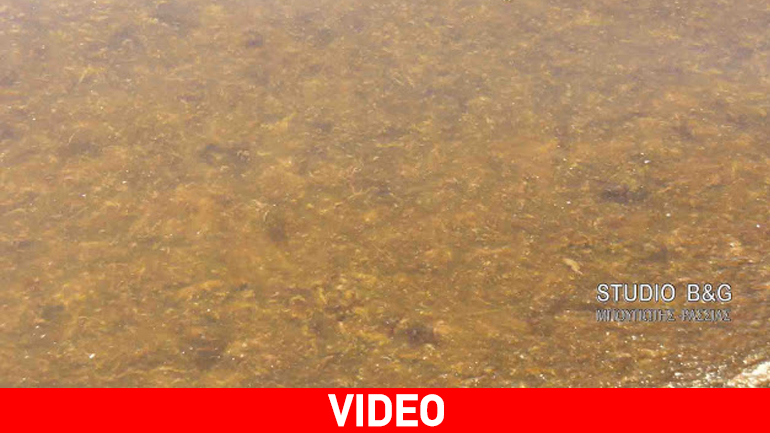 Κοκκίνισε η θάλασσα του Αργολικού κόλπου